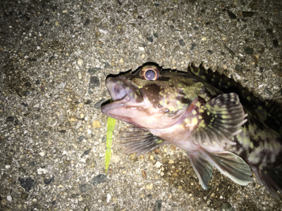 newエステルラインで！