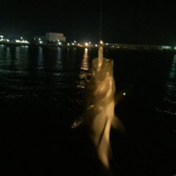 メバリングへシフト