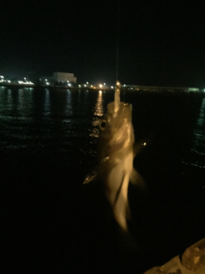 メバリングへシフト