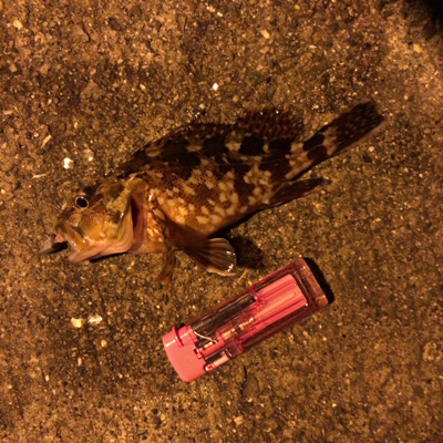 やはり生き餌か