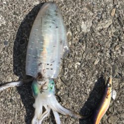 今年最後のエギング。まずはすさみで