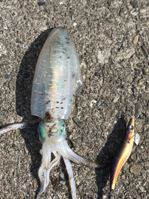 今年最後のエギング。まずはすさみで