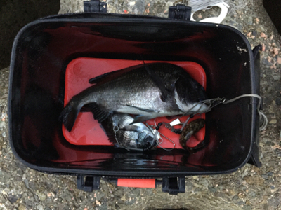 灘浜 3.4番間 フカセ