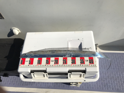 太刀魚ジギング！