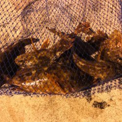 ガジラ祭りじゃー