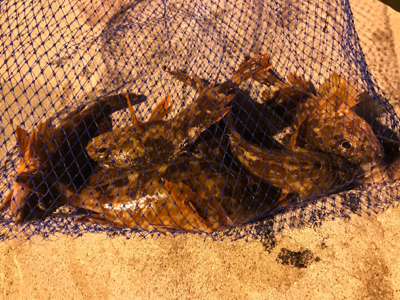 ガジラ祭りじゃー