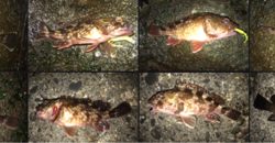 潮止まりからメバルの調子が上がる