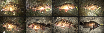 潮止まりからメバルの調子が上がる