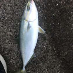 今年最後のシーバス