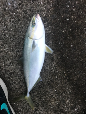 今年最後のシーバス