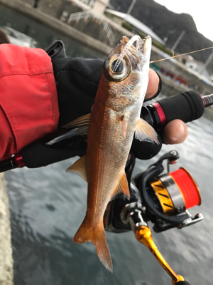 アジングでムツ