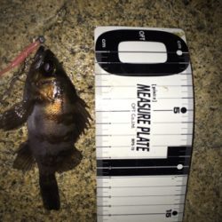 結構釣れました