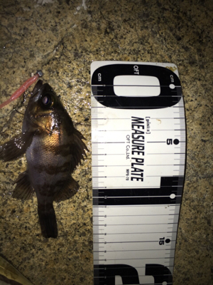 結構釣れました