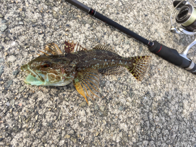 デイゲーム、メバリング