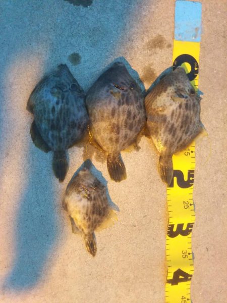 カワハギ狙い！