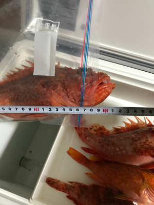 館山沖にて根魚狙い