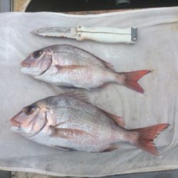 釣れるかな?お正月用の明石鯛