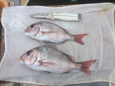 釣れるかな?お正月用の明石鯛