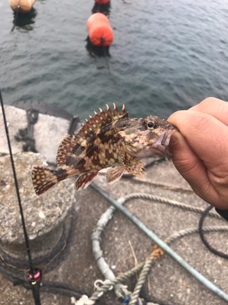 流離アジング 第2日目 昼 デイのが良い