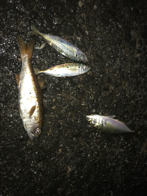 近場アジング！