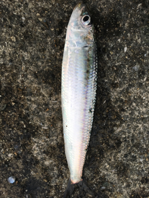 久しぶりのサビキ