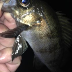 塩屋海岸でメバリング・ガシリング！