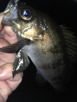 塩屋海岸でメバリング・ガシリング！