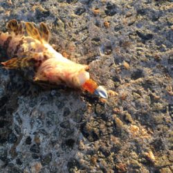 寒くても、、強風でも、、激釣