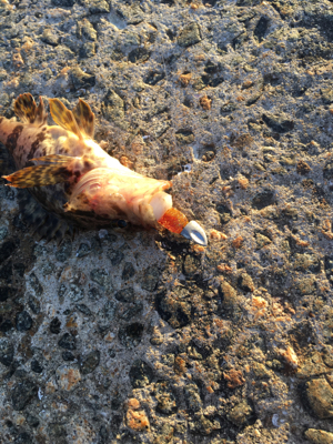 寒くても、、強風でも、、激釣