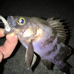 寒くても腹パン釣れてます