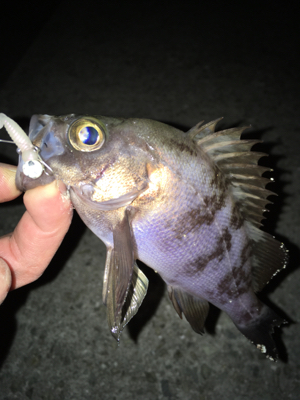 寒くても腹パン釣れてます