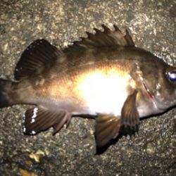 満潮時からのメバリング