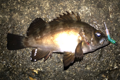 満潮時からのメバリング