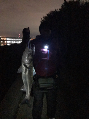 二人で釣ったシーバス