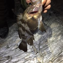 今シーズン初メバル