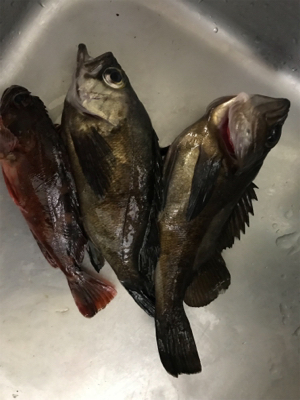 アジングのはずが