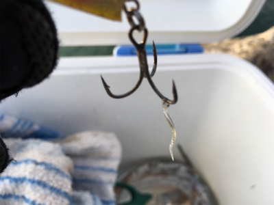 2017釣納め。良いお年を！