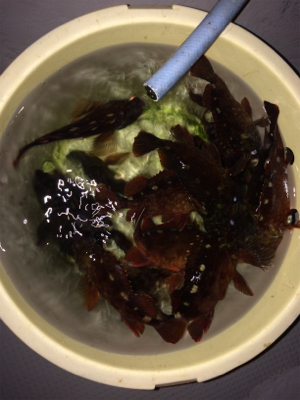 ロックフィッシュショート便