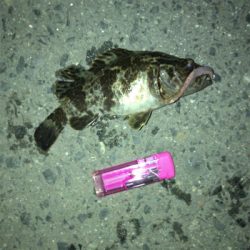 ガシラ、タケノコメバル安定の冬夜