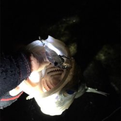 メバル狙いの外道