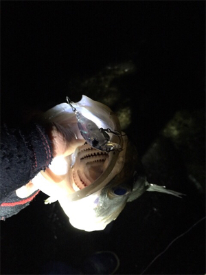 メバル狙いの外道