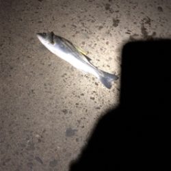 今年はシーバスで締めくくり