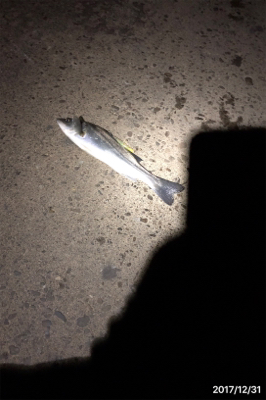 今年はシーバスで締めくくり