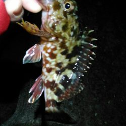 メバルとガシラとアナハゼ