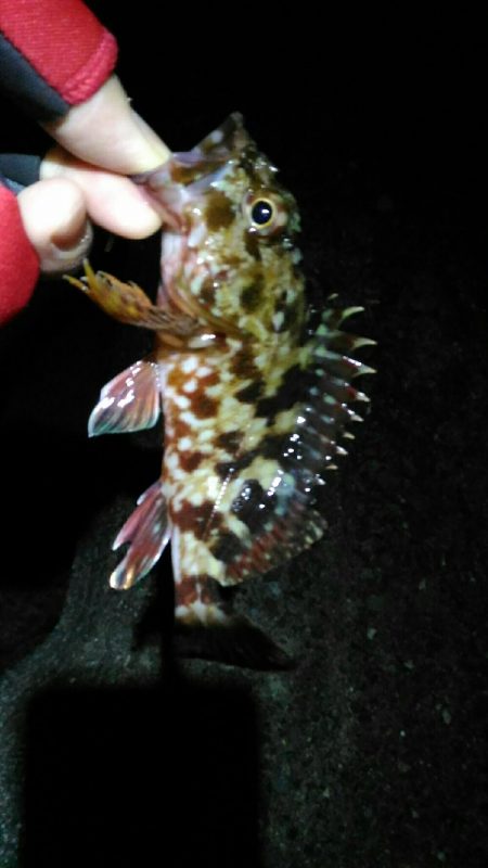 メバルとガシラとアナハゼ