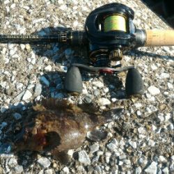 ムラソイ&ガシラポンポン