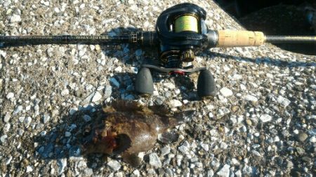 ムラソイ&ガシラポンポン