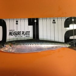 カワハギ面白すぎ!