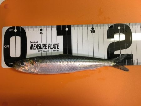 カワハギ面白すぎ!