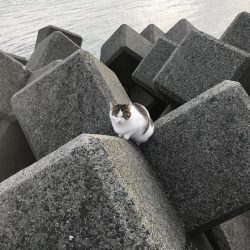 雑魚がちょこっと